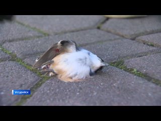 Птицы гибнут: “По тысяче трупов в неделю“ - массовое самоубийство птиц наблюдается в Приморье