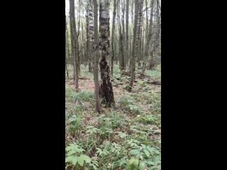 Туляк, гуляя по лесу, обнаружил очень странные конструкции на деревьях.