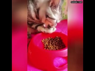 Кот из этого видео явно насмотрелся на своих людей, которые едят своими странными лапами с длинными