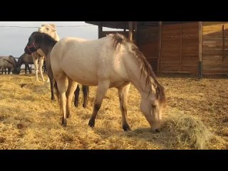 Видео от -‘๑’- Добрая Лошадь-‘๑’- (и верблюд)