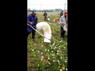 🌼 Сбор семян одуванчиков