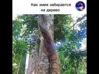 Как змея забирается на дерево