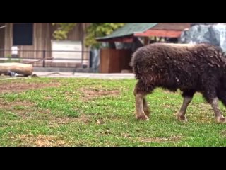 В Московском зоопарке родился овцебык