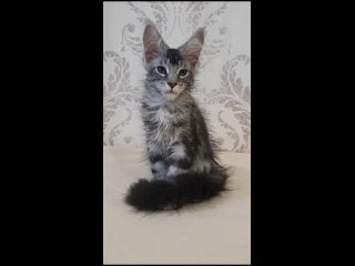 Мейн-кун/ продажа котят Мейн-кунtan video