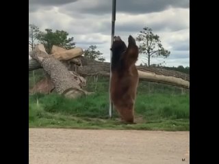 Медвежьи «танцы»