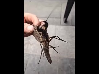 Самец вислокрылки из рода Corydalus