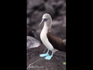 Голубоногая олуша / Blue-footed booby (лат. Sula nebouxii) репетирует движения перед брачным сезоном. @birdslovers