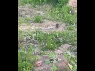 Крысиная полянка на Колычева

#Лобня #lobnyalife.