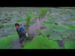 Сбор и переработка орехов водяной лилии - Как выращивать лисий орех (махана) - Ферма водяных лилий