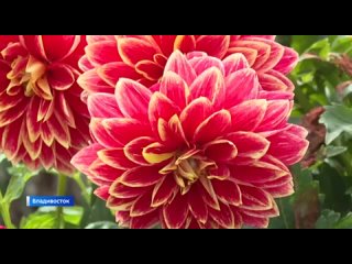 Бабье лето в ботаническом саду Владивостока: растения поражают буйством красок