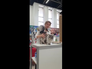 Видео от Котята мейн-кун и полидакт питомника Cereristar