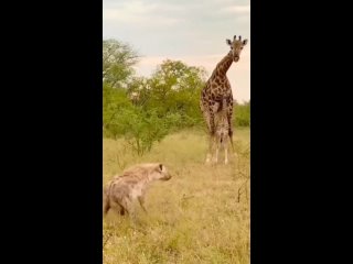 Жираф защищает своего детёныша от гиены