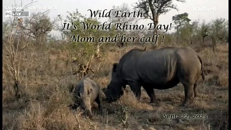 Wild Earth ~ Its World Rhino Day ~ On cam is a Rhino Family! Sept  22, 2023