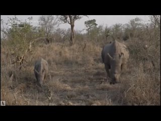 Wild Earth ~ Its World Rhino Day ~ On cam is a Rhino Family! Sept  22, 2023