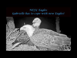 NEFL Eagles ~ Gabrielle has to cope with new Eagles! Sept 22, 2023