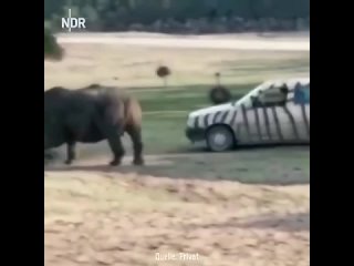 Вся мощь носорога