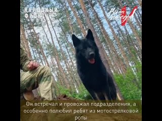 “Любимый, Доба, ты всегда в наших сердцах“ Собака-герой Донбасс спасла от смерти бойцов СВО🐕🎖