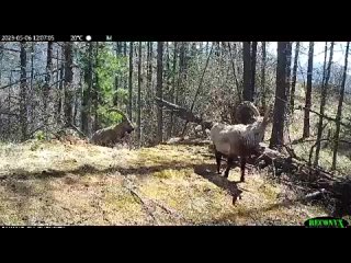 «В мире животных» рядом с Хакасией