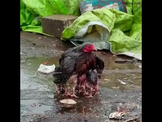 Мама-курица укрыла своих птенцов от дождя 🌧️