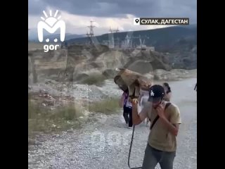 Краснокнижных орлов используют для развлечения туристов в Дагестане.