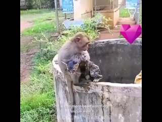 Нам бы поучиться у животных, обезьяна спасла бедного котяру!