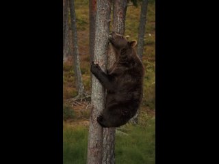 Бурый медведь покоряет сосну