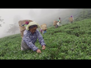 Tea in the Land of Thunder Field Notes from Darjeeling  YouTube1080p
