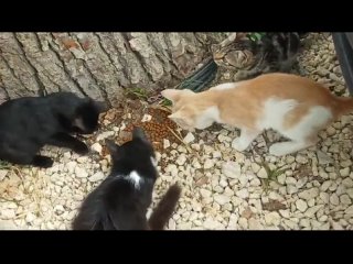7 котят из Анапы.mp4