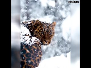 Амурский леопард. Какой же он красивый  милые животные