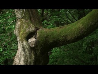 Gentle Giant - Otters Paradise in Capercaillie County - Go Wild