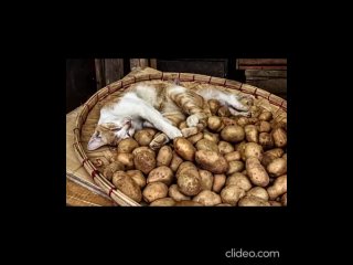 Картошечка и кот