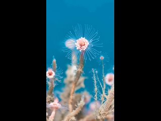 Это не цветок, а морской хищник — трубчатый гидророид.  Серединка «цветка» — это его рот, окруженный щупальцами. Гидророид питае
