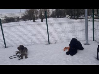 Моя Жизнь Кино 🎬 Жил Был Кинолог  🐕 Жил Был Пёс 🐕 Документальный Фильм 📽 Музей Псов