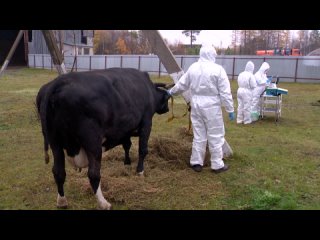 В Ноябрьском сельхозкомплексе отработали действия на случай заражения скота ящуром