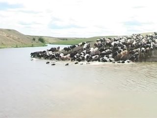 Массовый заплыв коров