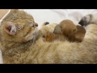 Мама кошка с удивлением смотрит как новорожденные котята дерутся за молоко.