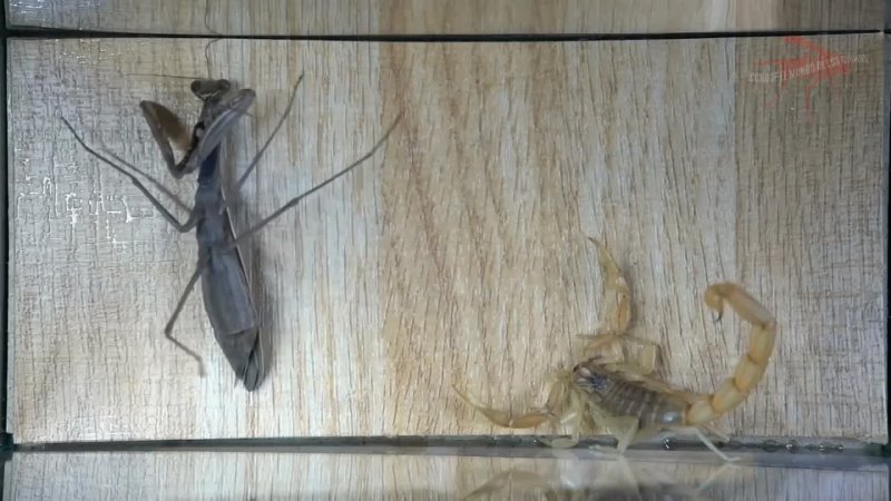 mantis vs. scorpion mantis vs. scorpion mantis vs. scorpion mantis vs. scorpion mantis vs. scorpion mantis