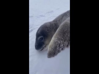 Детеныш (белек) тюленя