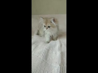 Шотландские котята питомника Лисёнок-Вуки, Ксиби