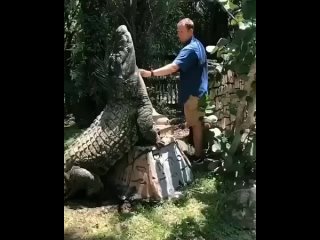 Даже крокодилы любят, когда их гладят
