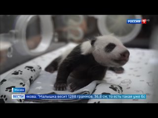 Стал известен пол детеныша панды, родившегося в Московском зоопарке