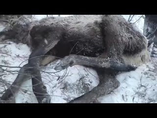 Они спасли оленя от опасной смерти, когда он провалился под лед на реке.
