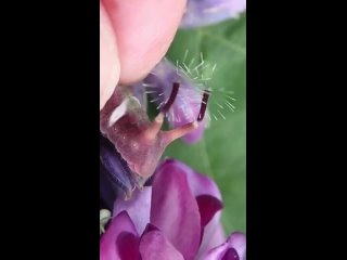 Гусеница бабочки Curetis acuta реагирует на прикосновение