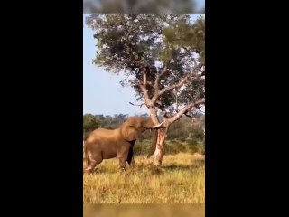 Слоник очень мощный зверь