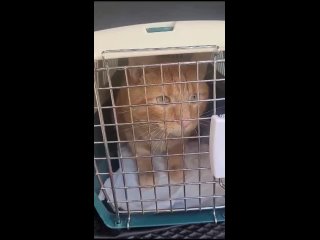 Видео от Команда волонтёров по кошкам города Зеленоград