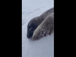 Голос детеныша тюленя 😊😊😊