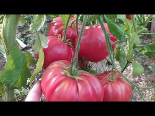 Крупные томаты в теплице