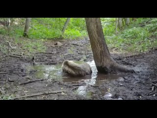 Ursinho Russo tomando aquele banho hahaha