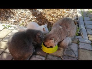 Забавные кошки и котенок едят