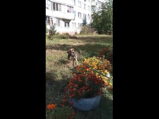 Video by Кошки моей души г.Пенза